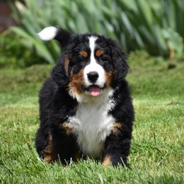 Bernese Mountain Dog Puppies from Brookwood Bernese Mountain Dogs