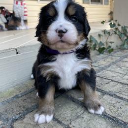 Mayflower - Black rust and white female Bernese Mountain Dog puppy in Fountain, North Carolina from Stargirl Bernese Mountain Dogs