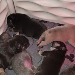 French Bulldog Puppies from ANE French Bulldogs