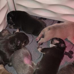 French Bulldog Puppies from ANE French Bulldogs