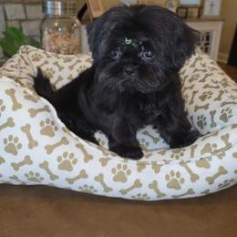 Macy - Black female Shih Tzu puppy in Kings Mountain, North Carolina from Britany's Shih Tzus