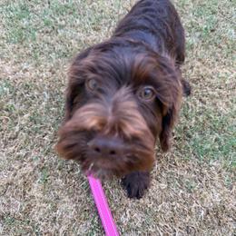 Orange Boy - Chocolate male Australian Labradoodle puppy in West Union, South Carolina from Golden Corner Labradoodles, LLC