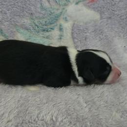 Girl 1 - Black tri female Miniature American Shepherd puppy in Tiskilwa, Illinois from First Harmony Farms