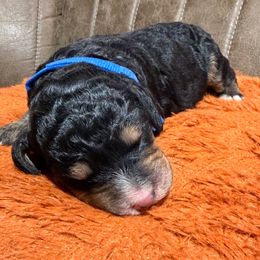 Blue - male Golden Mountain Doodle puppy in Redding, California from O’Hara  Doodles