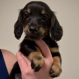 Cinnamon - Black and cream female Dachshund puppy in Benson, North Carolina from Queen of Weens Mini Dachshunds