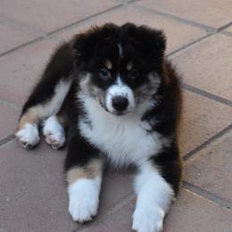 Black girl 1 - Black tri-color female Australian Shepherd puppy in Lancaster, California from Leyline Australian Shepherds
