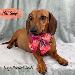 Miss Gingi - Dachshund