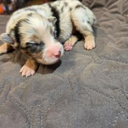 Bergamot - Blue merle male Australian Shepherd puppy in Abilene, Texas from S&K Aussies N' Rotties