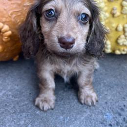 Lulu boy two - Chocolate and cream male Dachshund puppy in Payette, Idaho from NT Mini Doxies