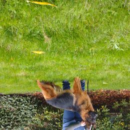 Gretchen - German Shepherd