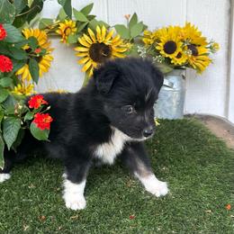 Valor - Black tri male Miniature Australian Shepherd puppy in Granbury, Texas from Texas Miniature Aussies