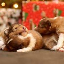 Shetland Sheepdog Puppies from Ulysses Shelties
