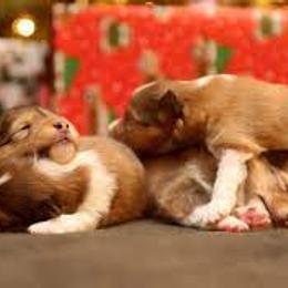 Shetland Sheepdog Puppies from Ulysses Shelties