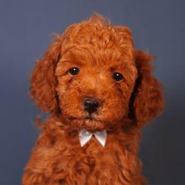 Cashmere (Blue Collar) - Red  male Poodle puppy in Las Vegas, Nevada from Plush Toy Poodle Puppies & Pals
