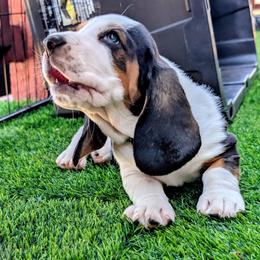 Case- White Collar - Black brown and white male Basset Hound puppy in Duchesne, Utah from HI Desert Hounds