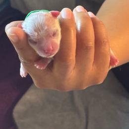 ACA Maltese girl puppy (2) - White female Maltese puppy in Florence, Arizona from Maltese Of Arizona
