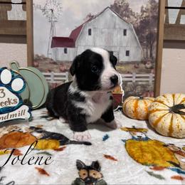Jolene - Brindle and white female Cardigan Welsh Corgi puppy in Cumby, Texas from Windmill Cardigan Welsh Corgis and German Shepherds