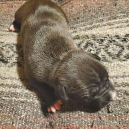 Draco - Seal brown male American Pit Bull Terrier puppy in Frederick, Maryland from •Wyngate Pits•