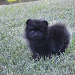 Pomeranian Puppies from Amerys Poms