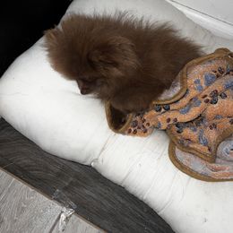 Pomeranian Puppies from Bougie Pomz