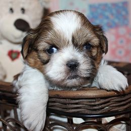 Girl 1 - Red and white female Shih Tzu puppy in Craig, Colorado from Rocky Mountain Shih Tzus and Dry Creek Miniature Dachshunds