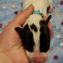 Great Dane Puppies from HCC Great Danes