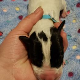 Great Dane Puppies from HCC Great Danes