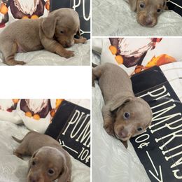 Ella - Fawn (isabella) and tan female Dachshund puppy in Tulsa County, Oklahoma from Willow Creek Miniature Dachshunds