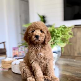 Ewing - Red  male Goldendoodle puppy in St George, Utah from Doodle Bears of Southern Utah