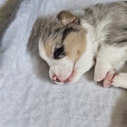 Oscar - Blue merle and white male American Corgi puppy in Neosho, Wisconsin from GC Farms Corgis