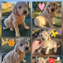 Companion Cross puppies from Natalie's Happy Fur Paw's