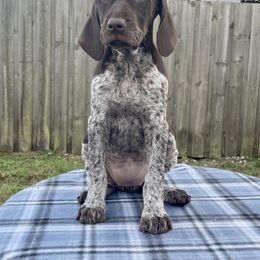 German Shorthaired Pointer and Jack Russell Terrier Puppies from Ivy Creek Kennels