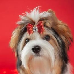 Biewer Terriers and Golden Retrievers from Phoenix Golden Retriever & Biewer Terriers