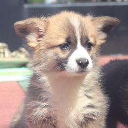 Red Girl - Red female Pembroke Welsh Corgi puppy in Bay Area, California from MJ's Corgis
