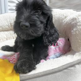 Goldendoodle Puppies from Lundee Doodles