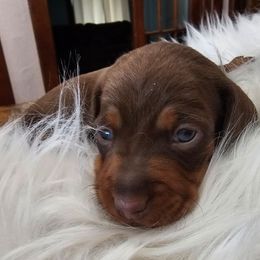 Clarice - Chocolate and tan female Dachshund puppy in Angola, Indiana from Heather's Dachshunds