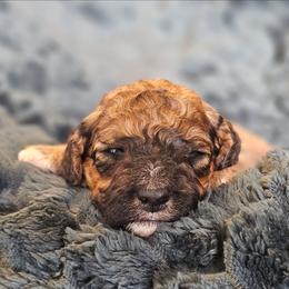 Martina - Sable female Goldendoodle puppy in Pittsburg, Texas from Grace Springs Goldendoodles