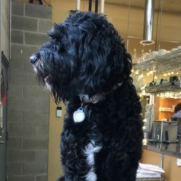 Bernedoodles from Sun Dog Farm