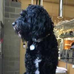 Bernedoodles from Sun Dog Farm