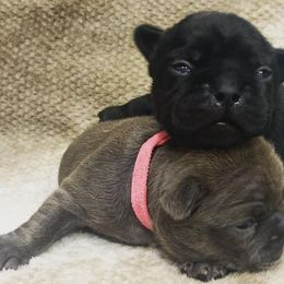 French Bulldogs from Pettybilt Frenchies