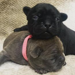 French Bulldogs from Pettybilt Frenchies