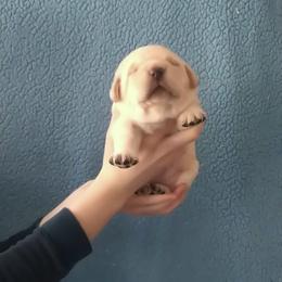 Biscuit (Green Collar) - Yellow male Labrador Retriever puppy in Prince George, Virginia from Kingdom Kenelz Labradors