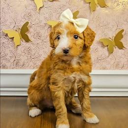Anna - Red female Bernedoodle puppy in Russell Springs, Kentucky from 270 Doodles