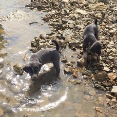 Mountain Cur Puppies from Walnut Ridge Mountain Curs