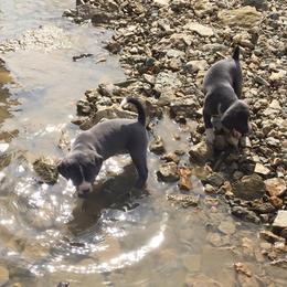 Mountain Cur Puppies from Walnut Ridge Mountain Curs