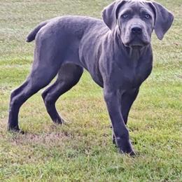 Cane Corso puppies from Von Marker Spiel Kennels
