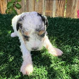 Ariel - Blue merle female Aussiedoodle puppy in Bakersfield, California from Annie's Aussies