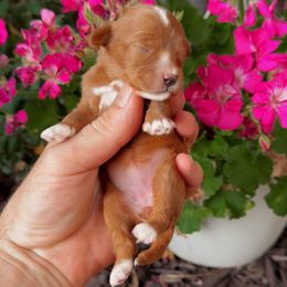 Star - Red female Cavapoo puppy in Salt Lake City, Utah from SunnySide Mini Doodles