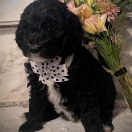 Stelline - Black female Sheepadoodle puppy in Berwick, Pennsylvania from Wright’s Wiggle Butts