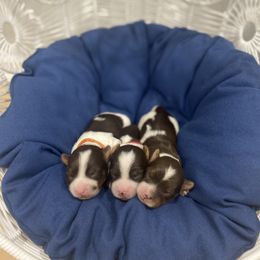 Biewer Terrier Puppies from Port-au-Prints
